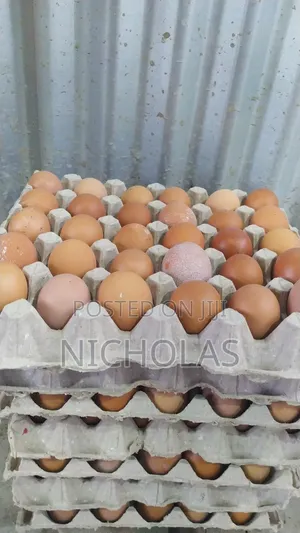 Fresh Farm Table Eggs Wholesale
