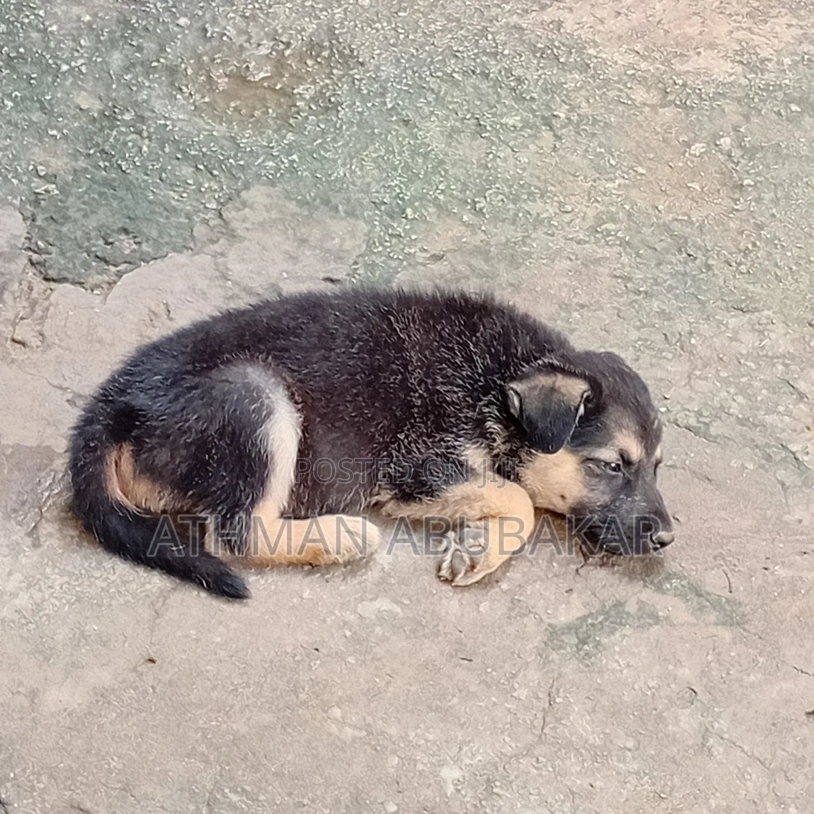 1-3 months Female Purebred German Shepherd