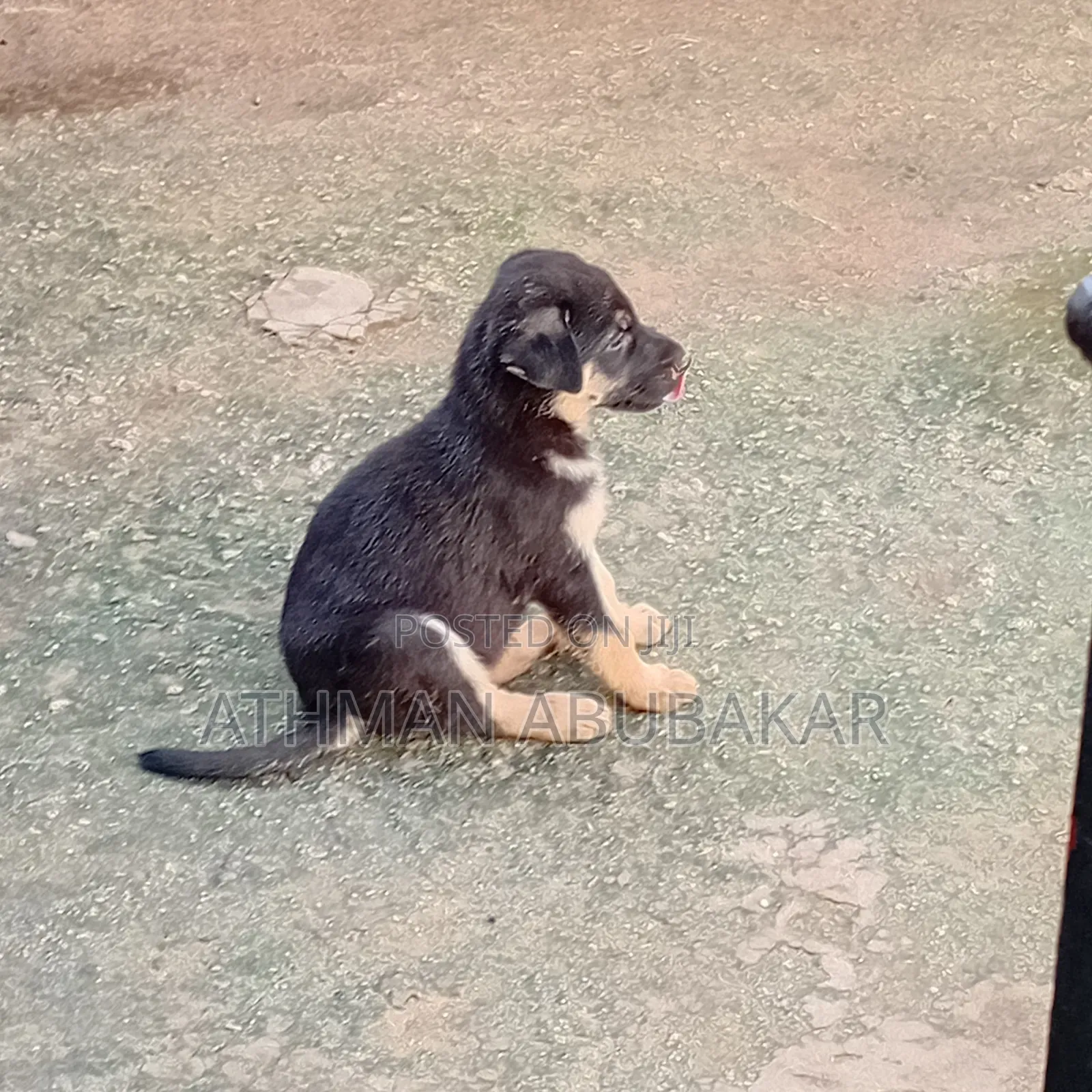 1-3 months Female Purebred German Shepherd