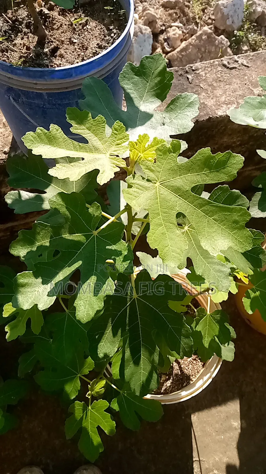 High Quality Fig Trees for Sale at Only