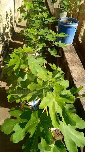 High Quality Fig Trees for Sale at Only