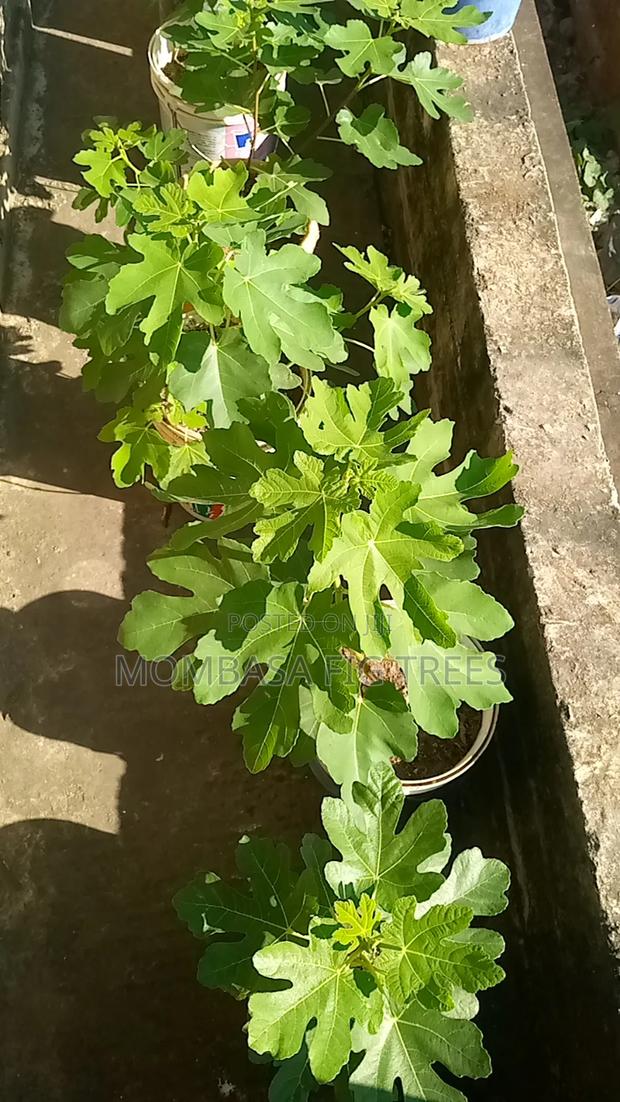 Fig Trees for Sale at 2500kshs Only - thumbnail 5