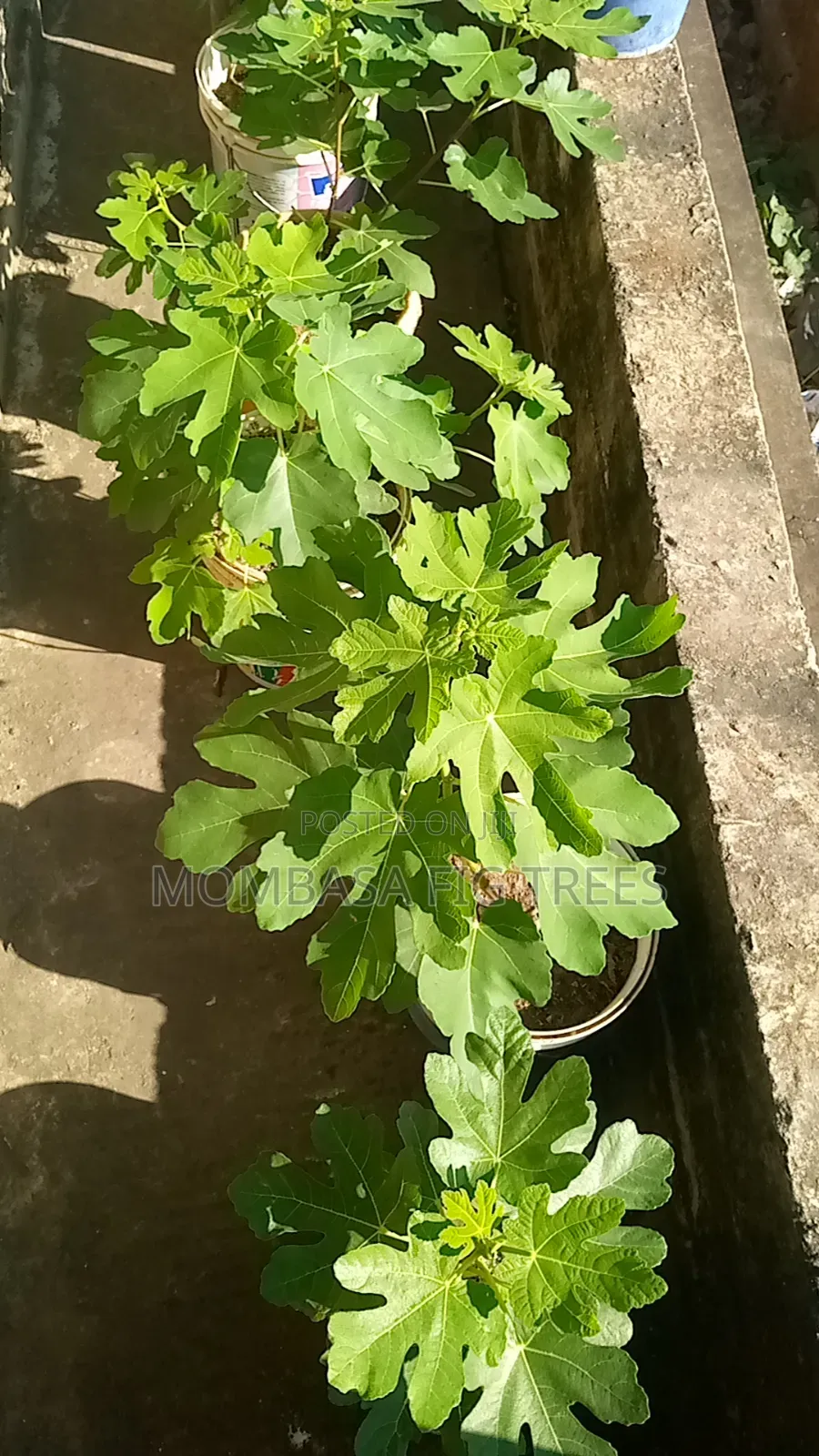 High Quality Fig Trees for Sale at Only