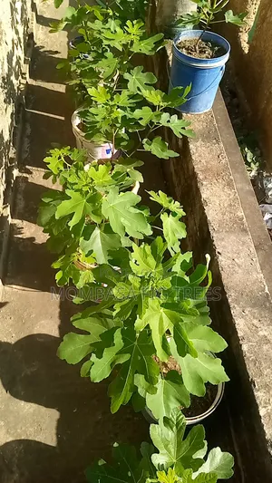 High Quality Fig Trees for Sale at Only