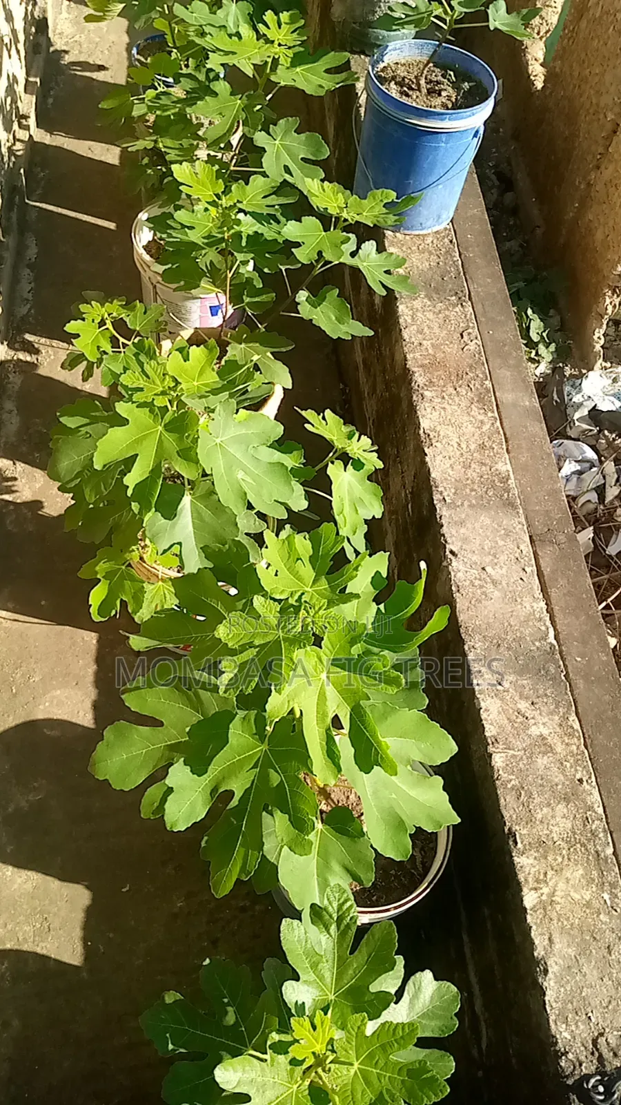 High Quality Fig Trees for Sale at Only