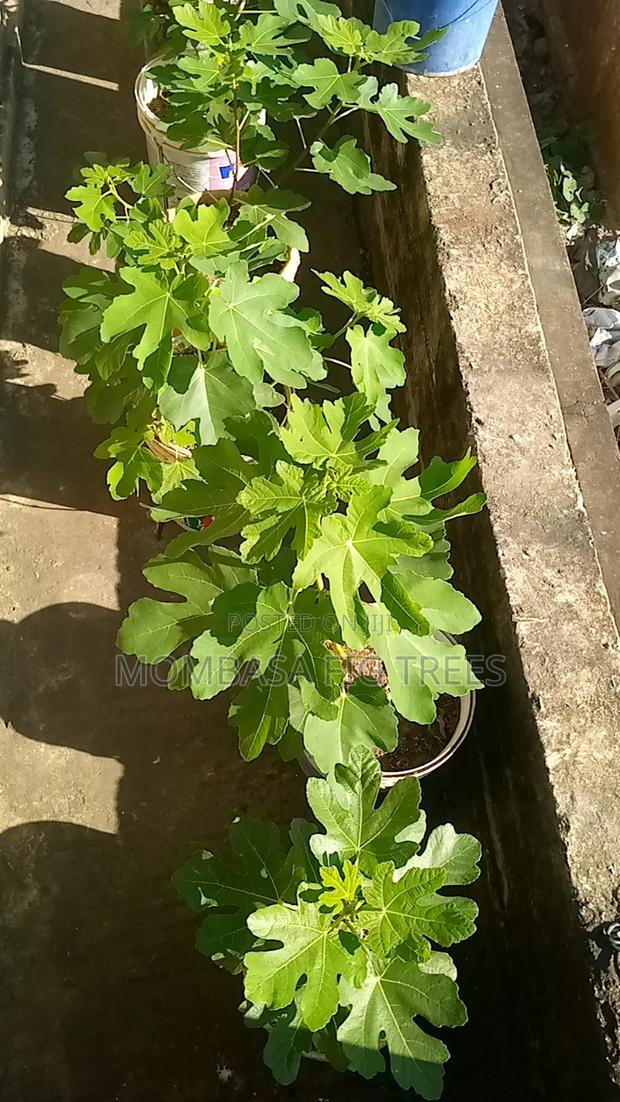 Fig Trees for Sale at 2500kshs Only - thumbnail 8