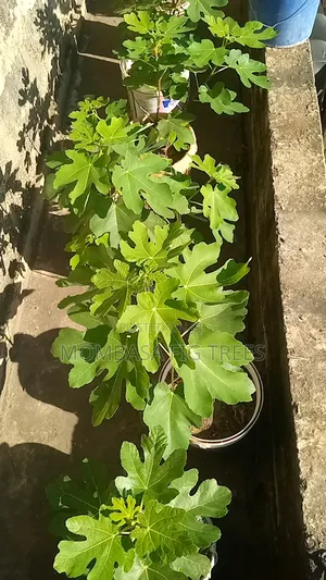 High Quality Fig Trees for Sale at Only