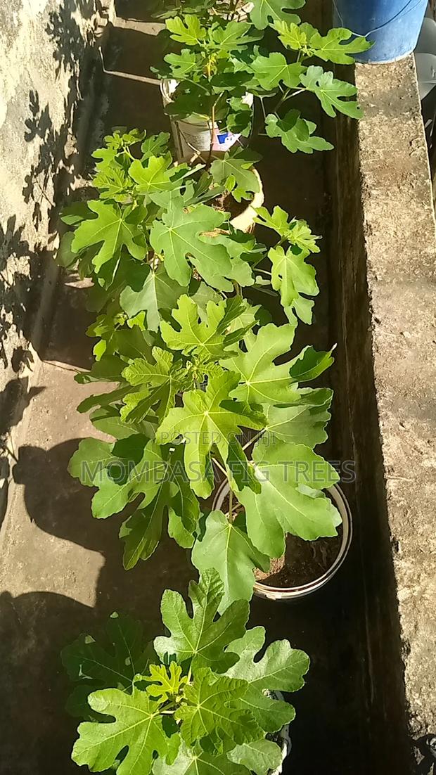 Fig Trees for Sale at 2500kshs Only - thumbnail 9