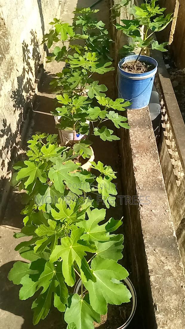 Fig Trees for Sale at 2500kshs Only - thumbnail 10