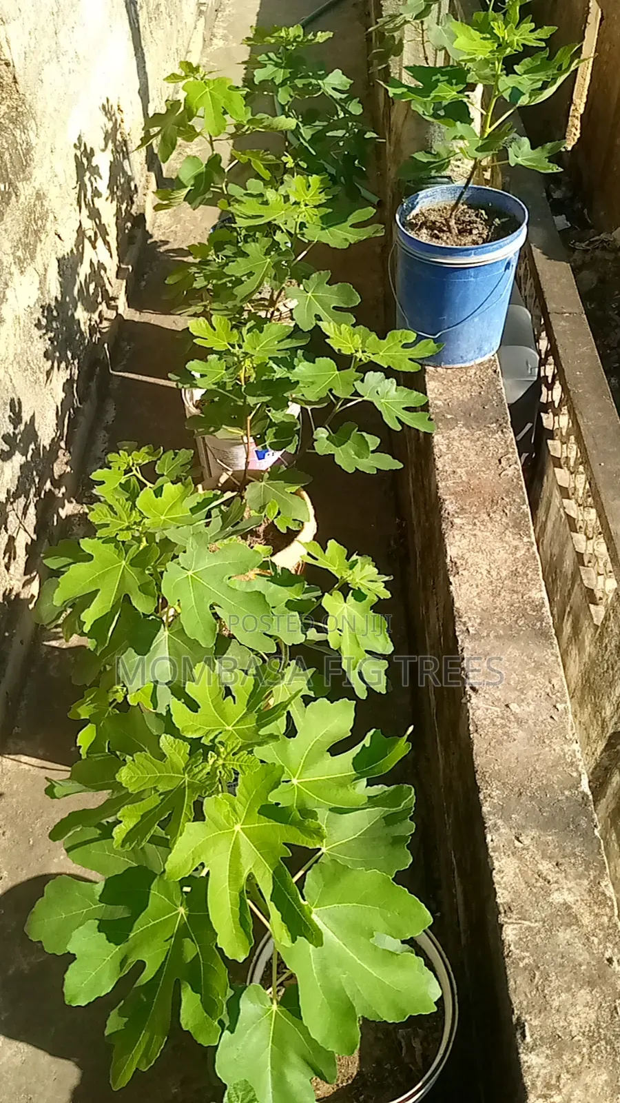 High Quality Fig Trees for Sale at Only