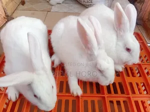 4 Month Old Female Rabbits for Sale at Kenyatta Road Juja