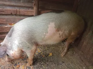 Castrated Boar