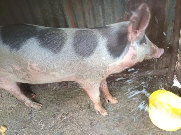 Castrated Boar - thumbnail 2