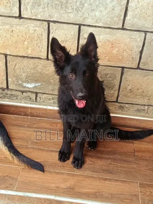 3-6 months Male Purebred German Shepherd