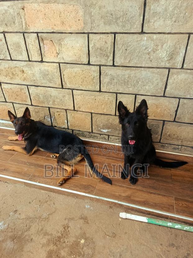 3-6 months Male Purebred German Shepherd - thumbnail 2