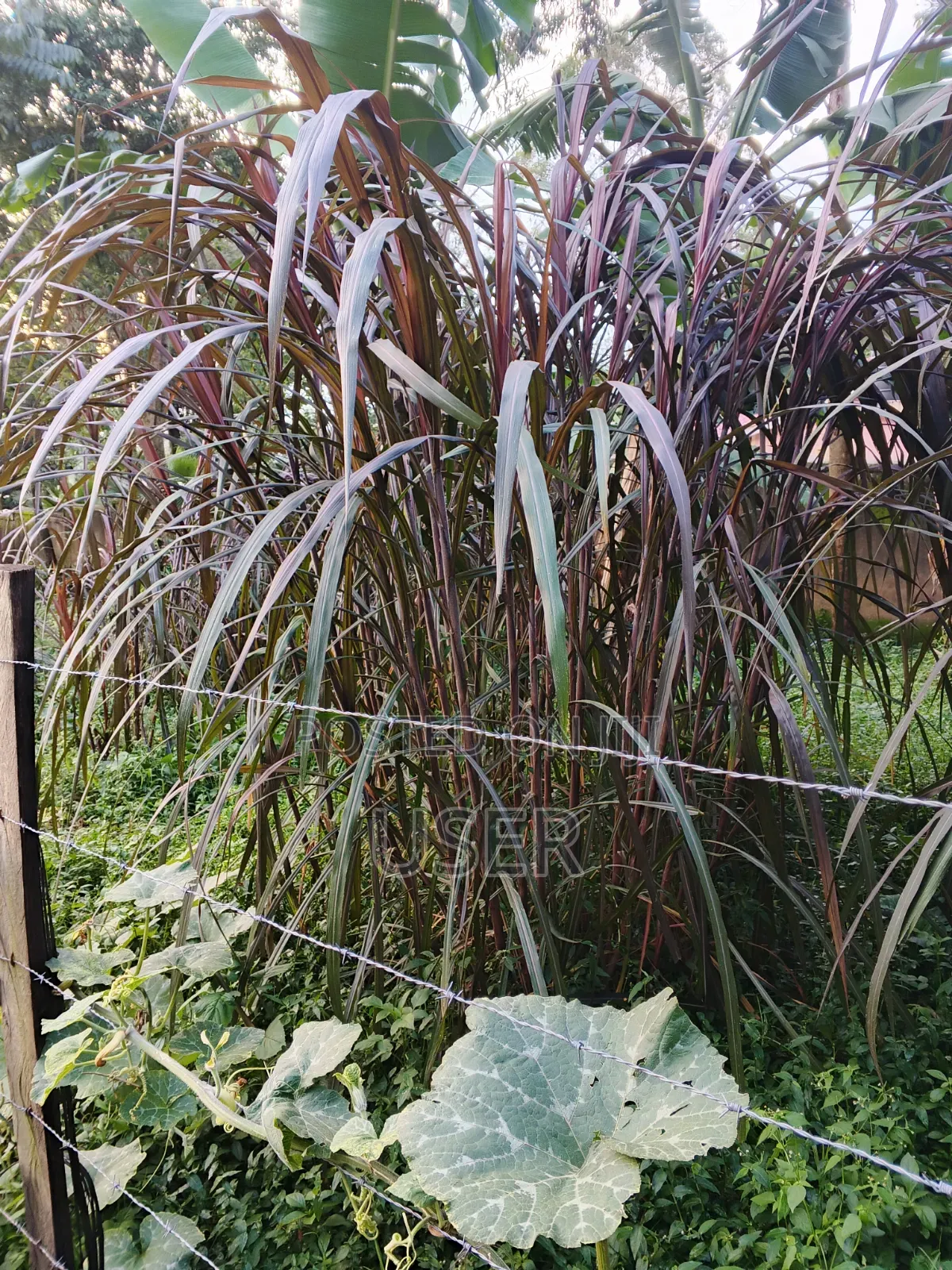 Australian Red Napier