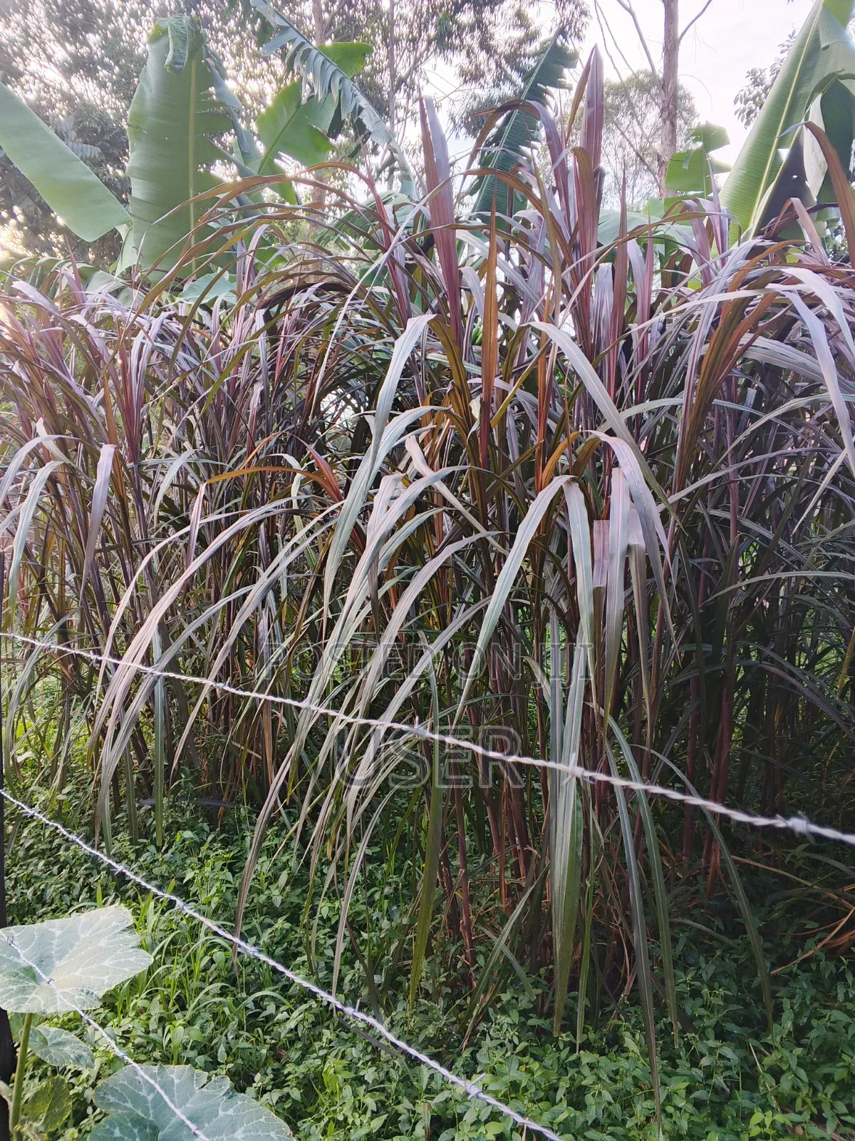 Australian Red Napier