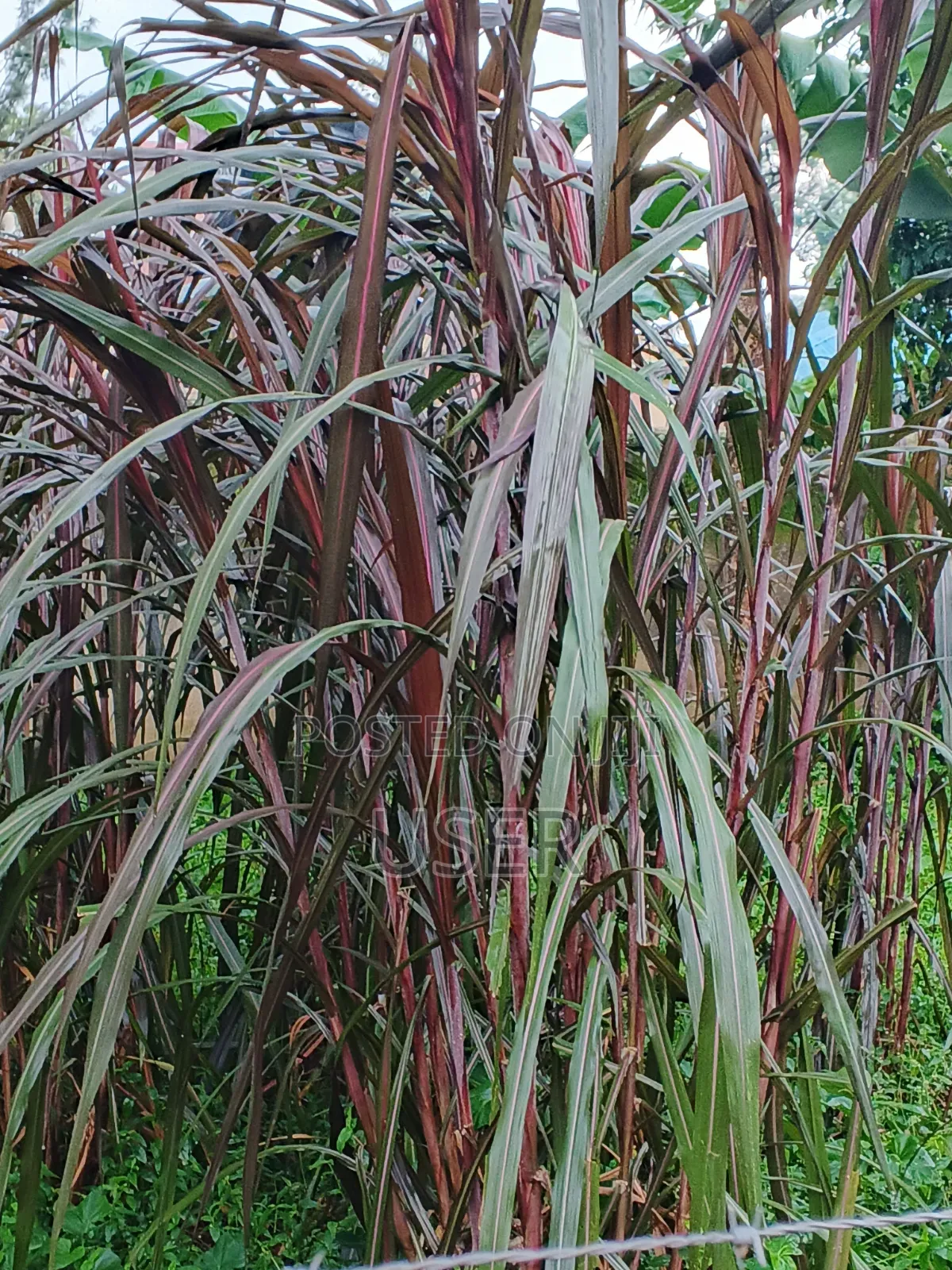 Australian Red Napier