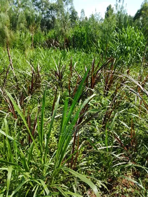 Australian Red Napier