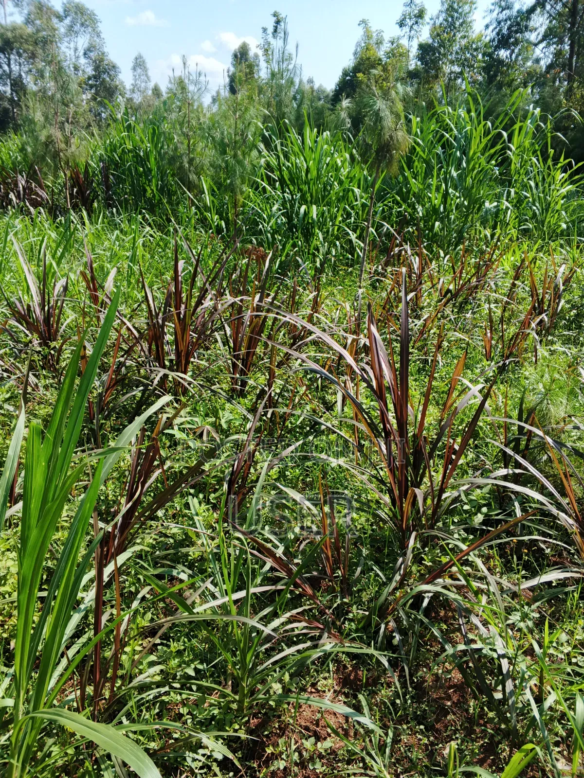 Australian Red Napier