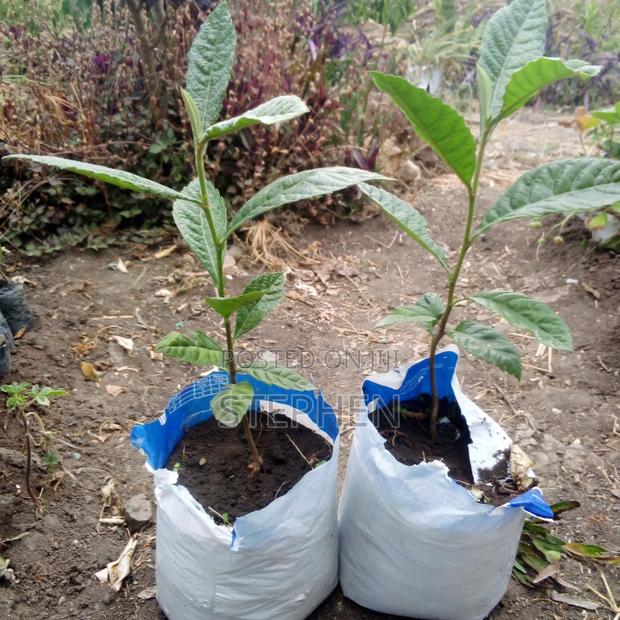 Locuwat Seedlings