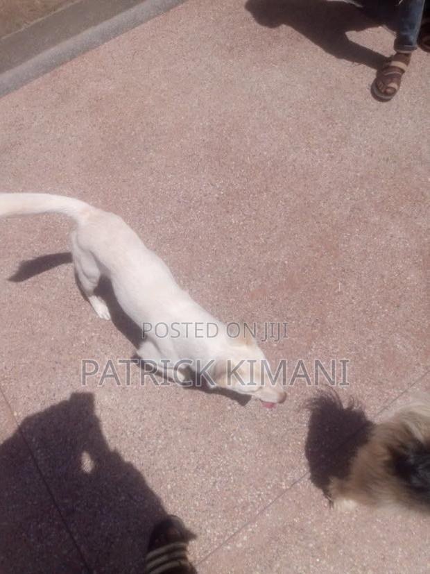 3-6 months Male Mixed Breed Mutt