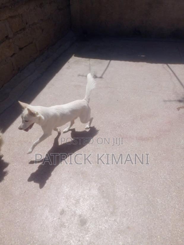 3-6 months Male Mixed Breed Mutt - thumbnail 2