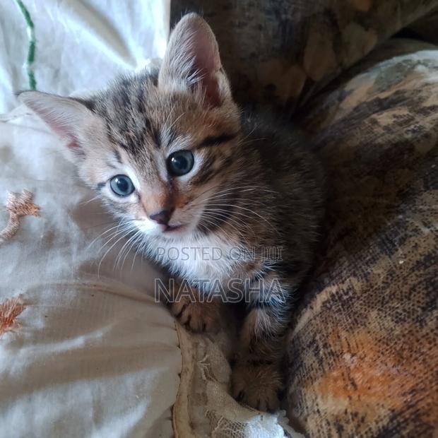 3-6 months Female Mixed Breed Tabby - thumbnail 2