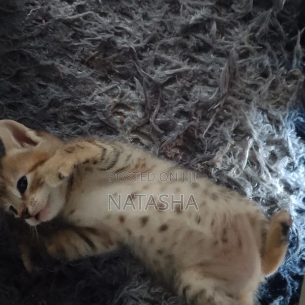 3-6 months Female Mixed Breed Tabby - thumbnail 4