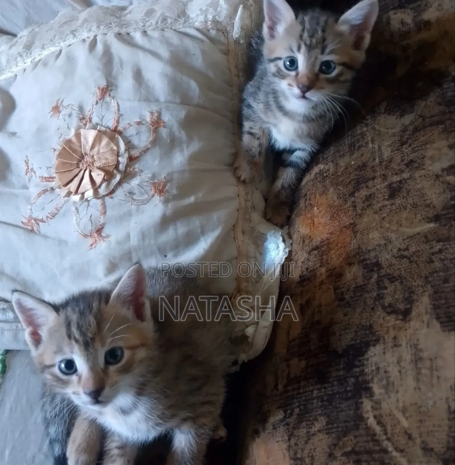 3-6 months Female Mixed Breed Tabby