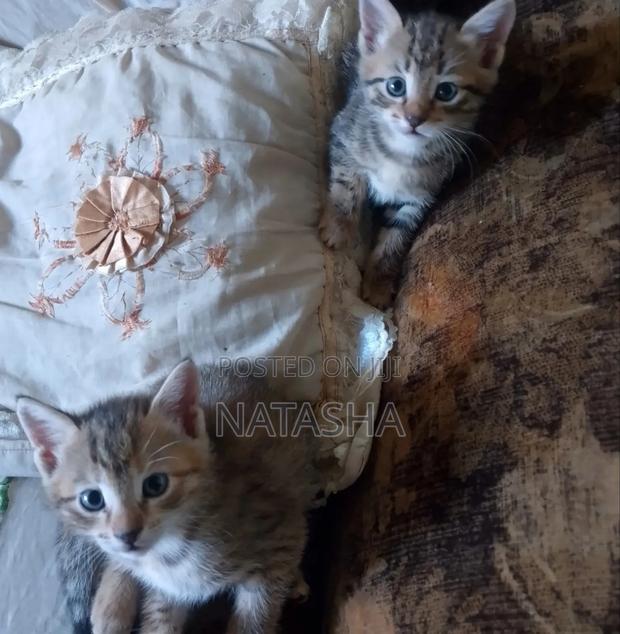 3-6 months Female Mixed Breed Tabby - thumbnail 3