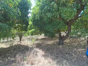 Kenol Marwa Highway Plots for Sale at Makuyu Mananja 1km Fro Highway.