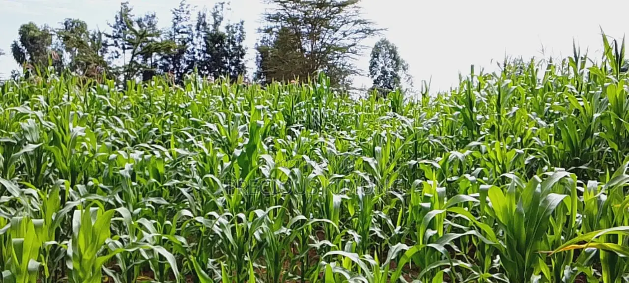 Agricultural Land for Sale