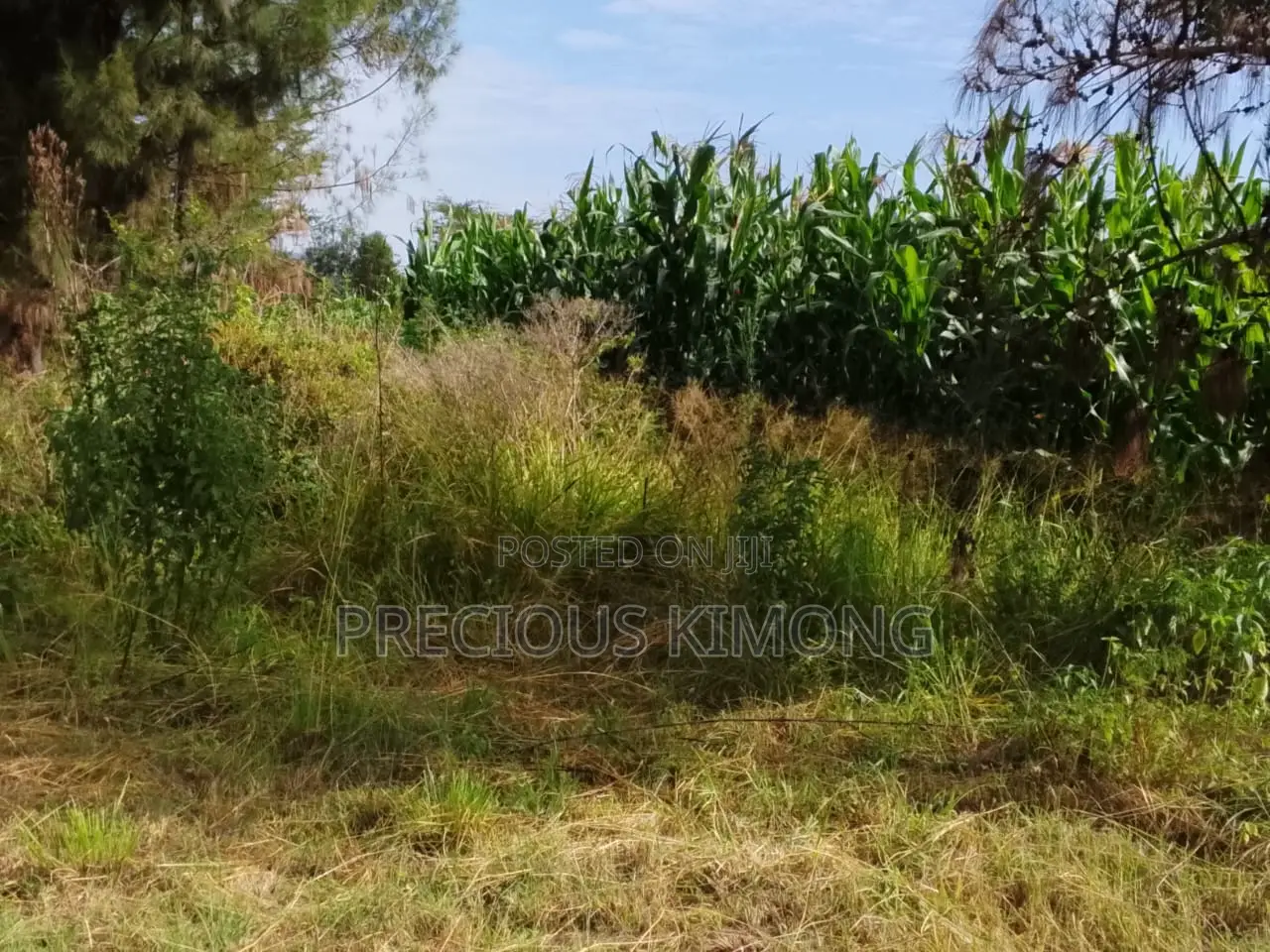 Agricultural Land for Sale