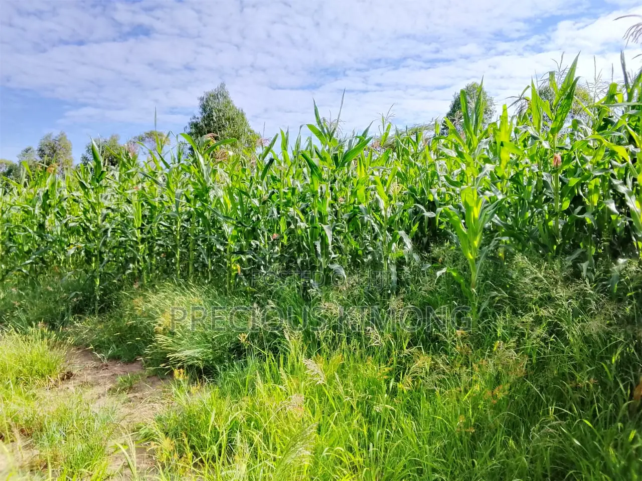 Agricultural Land for Sale