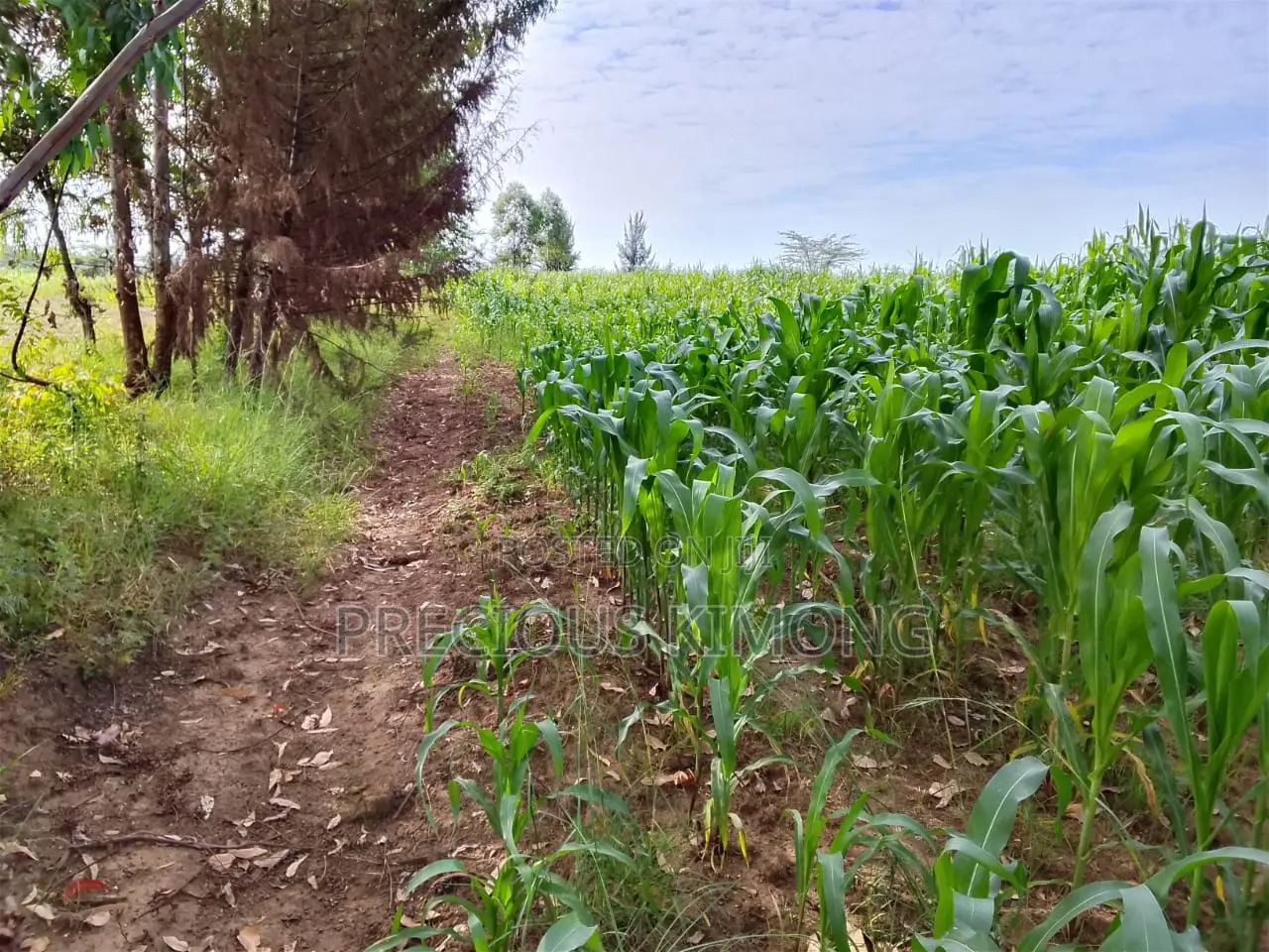 Agricultural Land for Sale