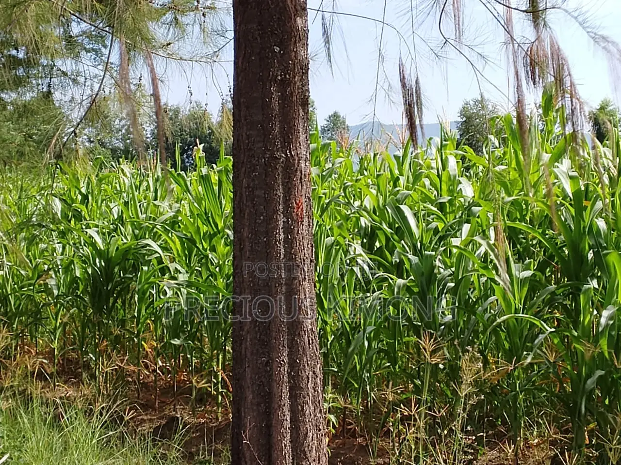 Agricultural Land for Sale