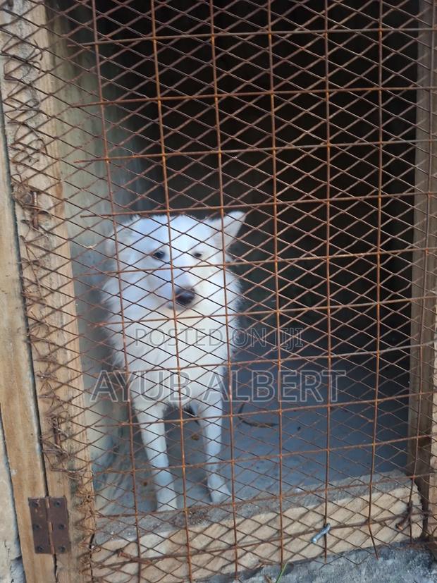 3-6 months Male Purebred Japanese Spitz