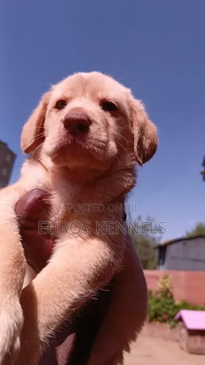 1-3 months Male Purebred Labrador Retriever