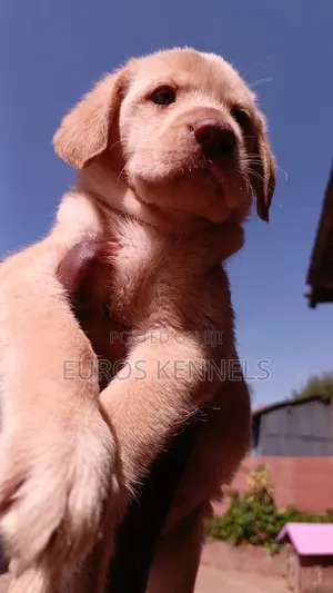 1-3 months Male Purebred Labrador Retriever