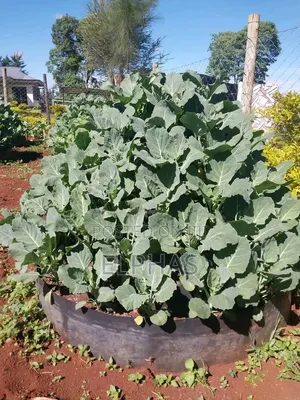 Vertical Garden