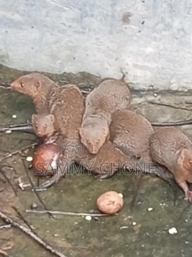 Pet Small Like Mangoes - main view