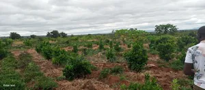 Matuu Plots