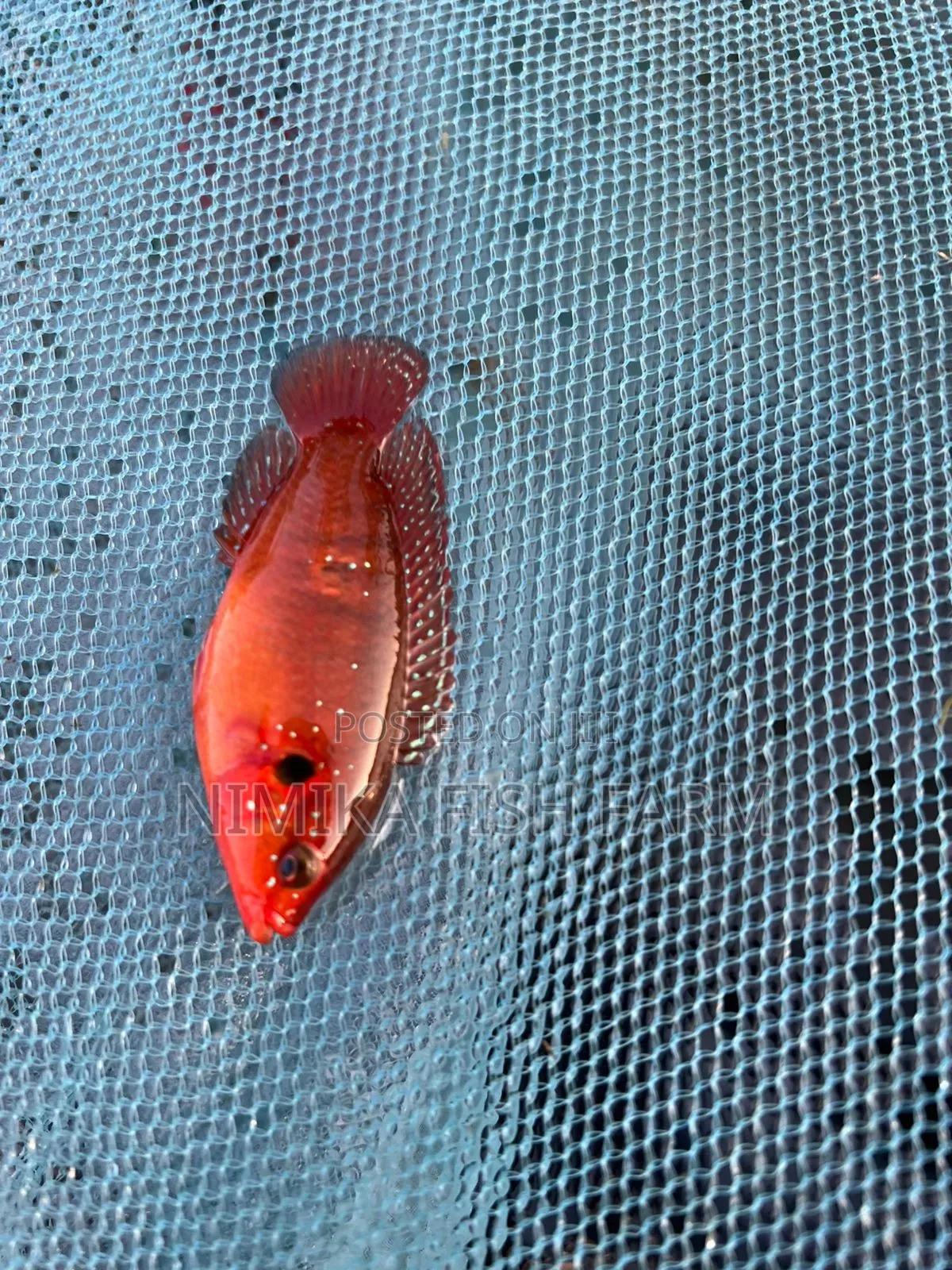 Red Jewel, Convict, Rosy Barb
