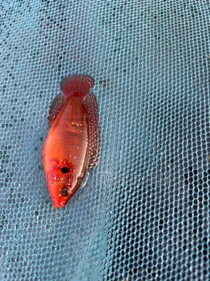 Red Jewel, Convict, Rosy Barb