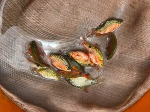 Red Jewel, Convict, Rosy Barb