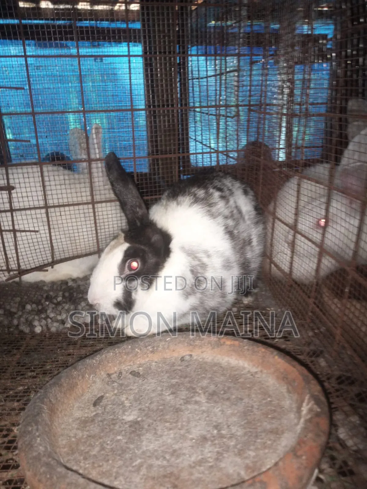 Rabbits for Sale
