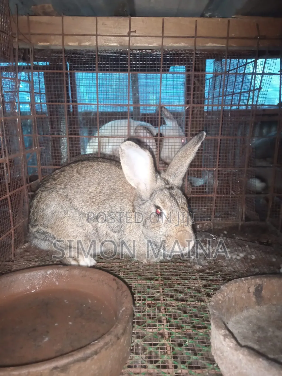 Rabbits for Sale