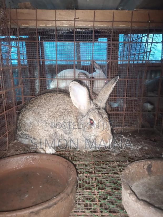 Rabbits for Sale - thumbnail 3