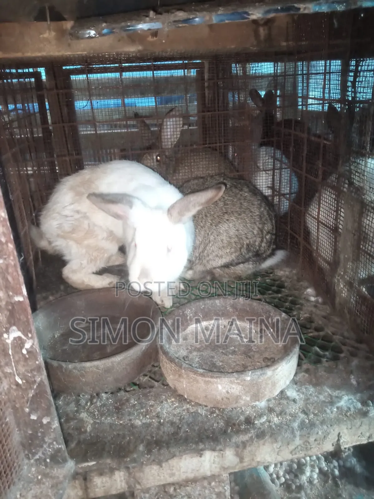 Rabbits for Sale